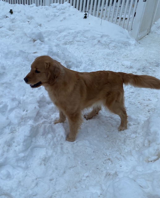 GOLDEN-B-BEAR Kennels, Golden Retrievers - Plymouth, New Hampshire